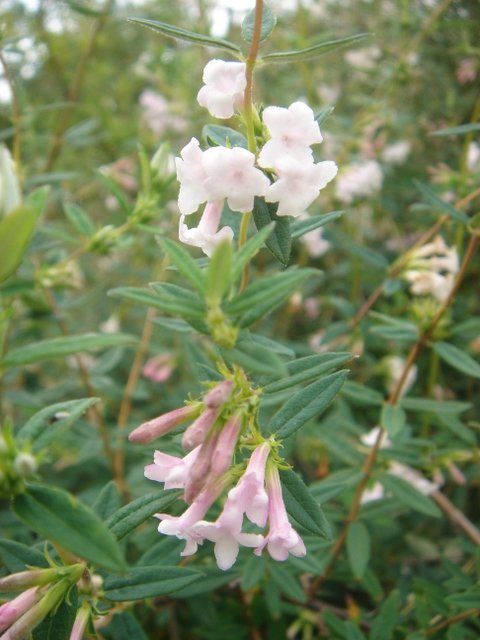 Lonicera thibetica P1B P6 (2)